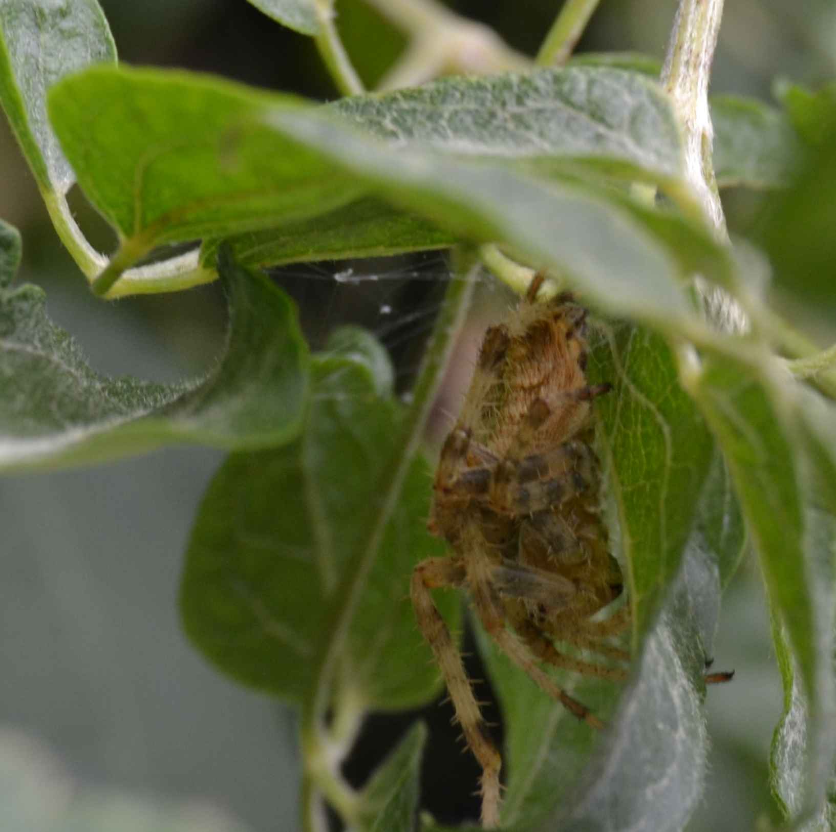 Araneus diadematus